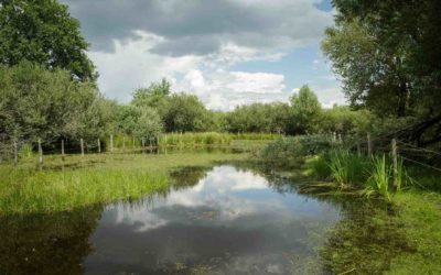 Le Conservatoire d’espaces naturels, trophée pour la « Préservation du Marais de Morlin et de ses richesses écologiques »