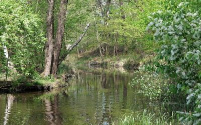 Forêt sauvage